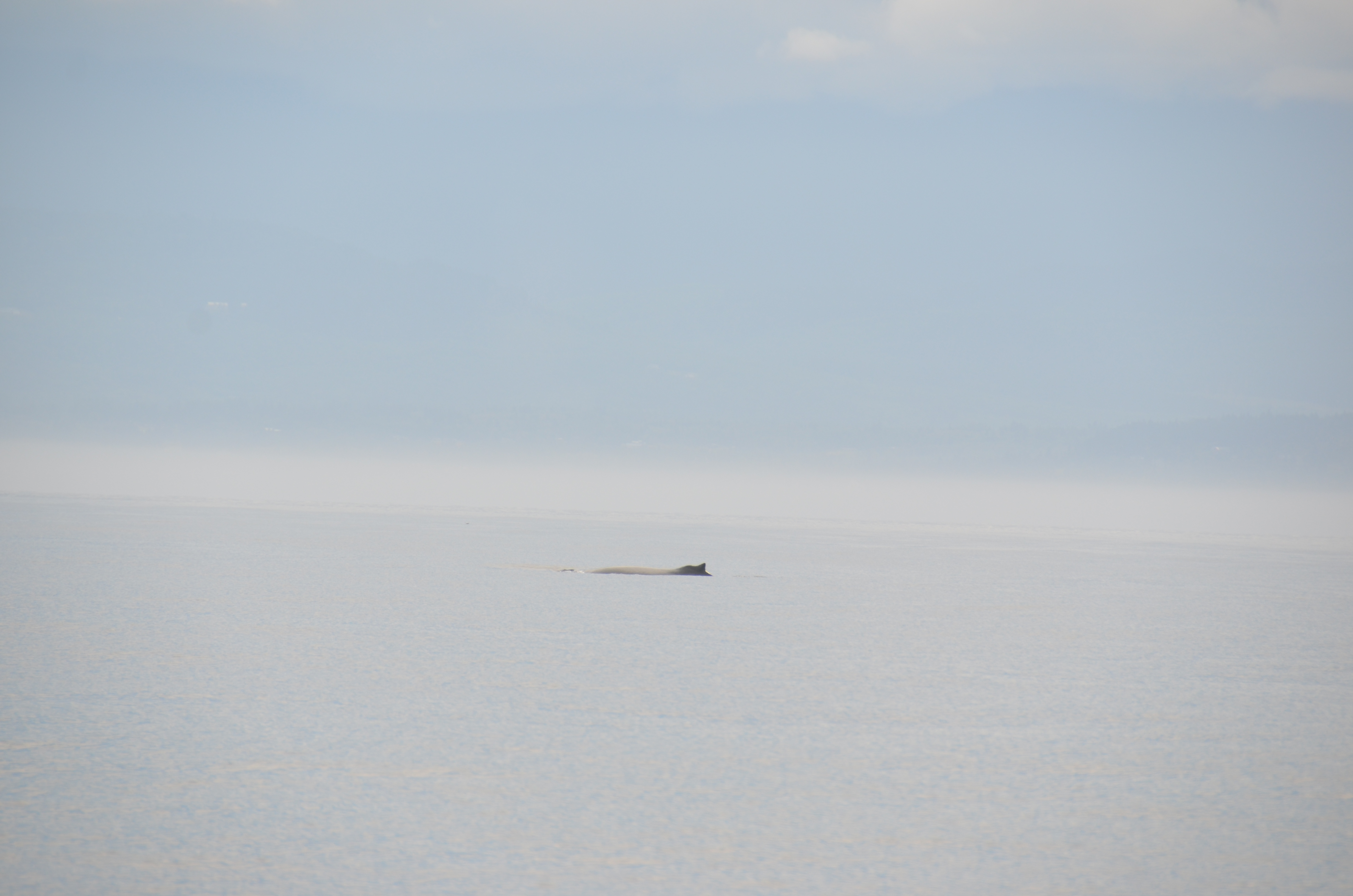 photos/wildlife/Mammal_Species/Humpback Whale/DSC_0020.JPG